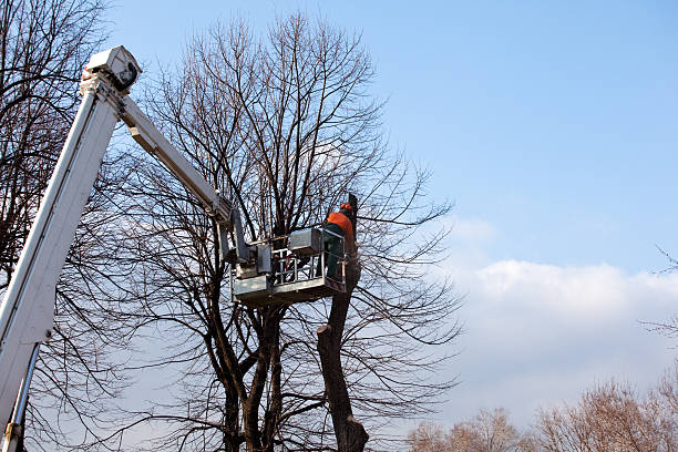 Best Seasonal Cleanup (Spring/Fall)  in Gooding, ID